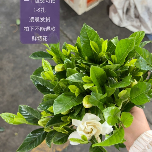 2扎 栀子花 不包邮