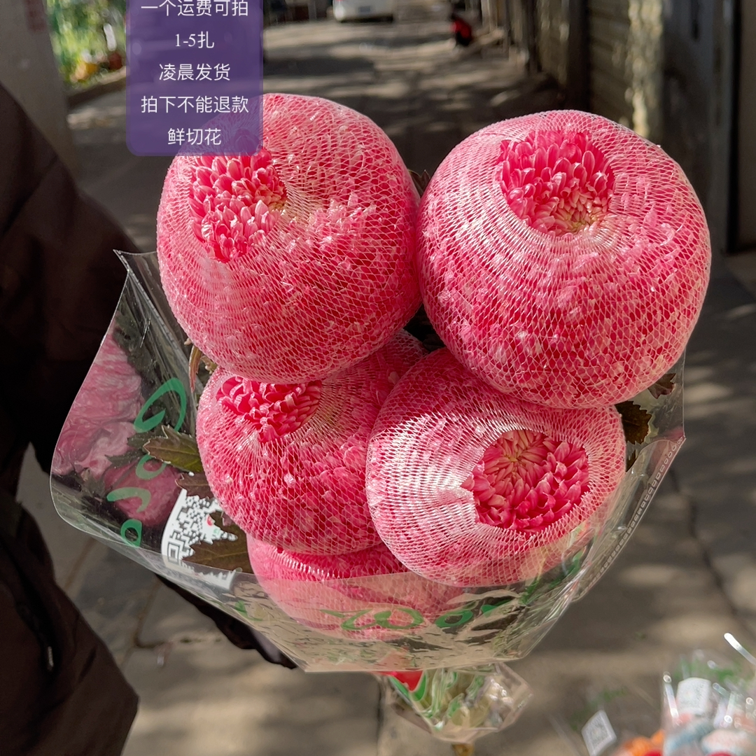 红色牡丹菊5支 不包邮