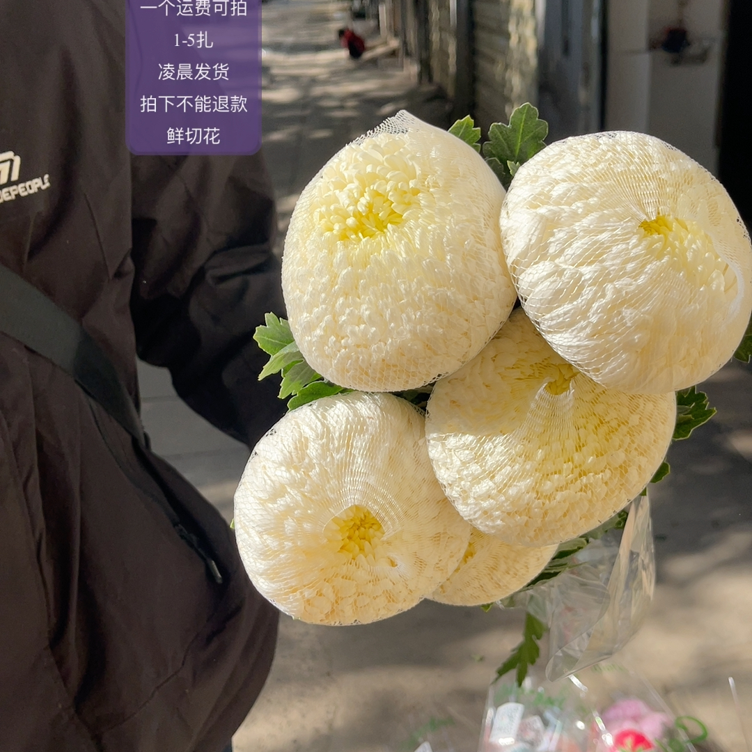 白色牡丹菊5支 不包邮