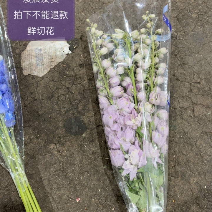桌面款 粉色大飞燕 不包邮,鲜花速递/花卉仿真/绿植园艺,周期订阅鲜花,淘宝优惠券,粉丝福利购,淘宝优惠卷