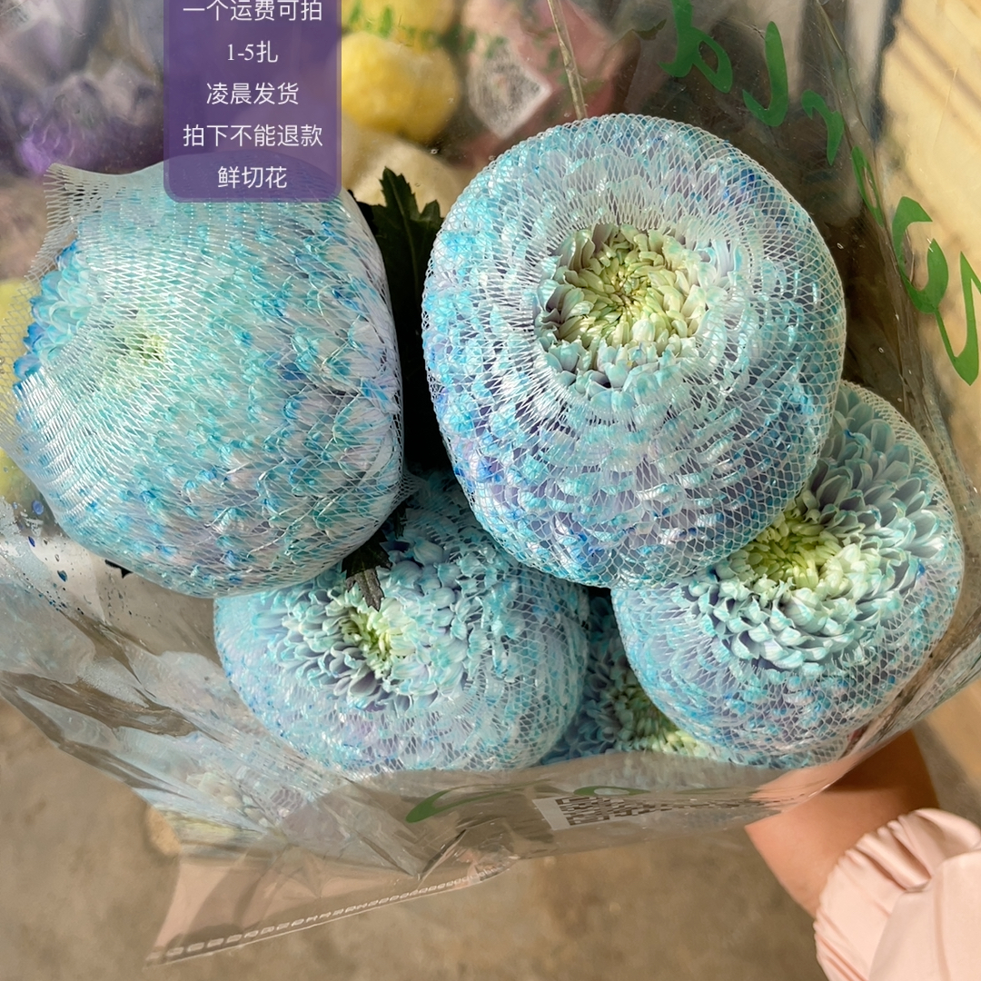青蓝色牡丹菊5支 不包邮