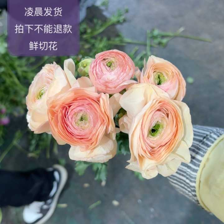 三文鱼5支 不包邮,鲜花速递/花卉仿真/绿植园艺,周期订阅鲜花,淘宝优惠券,粉丝福利购,淘宝优惠卷