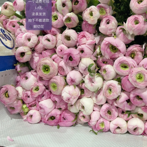 晕染浅粉洋牡丹 不包邮