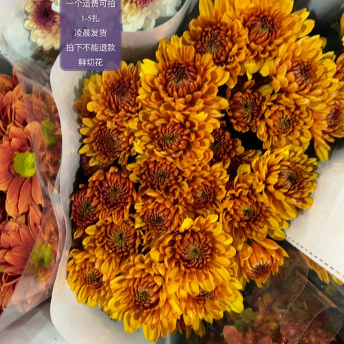 小花头橙神仙 不包邮