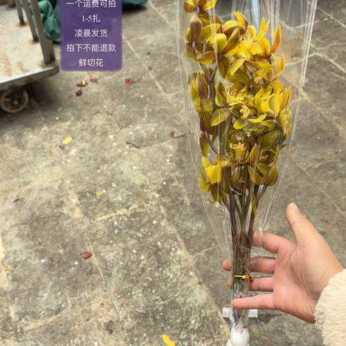 小黄龙5支 不包邮