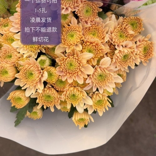 沙拉小菊 不包邮