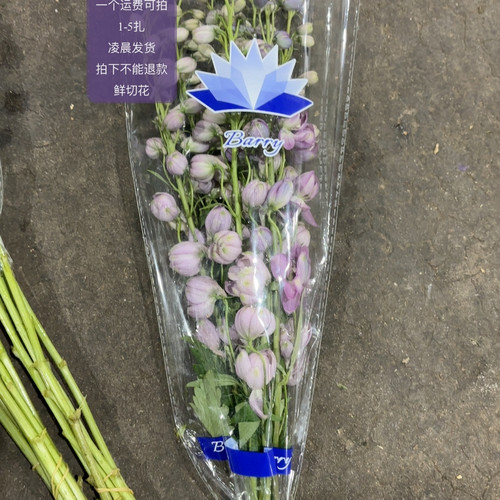 宝煜粉色飞燕 不包邮