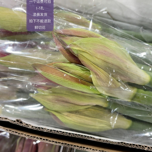 童话朱顶红 不包邮