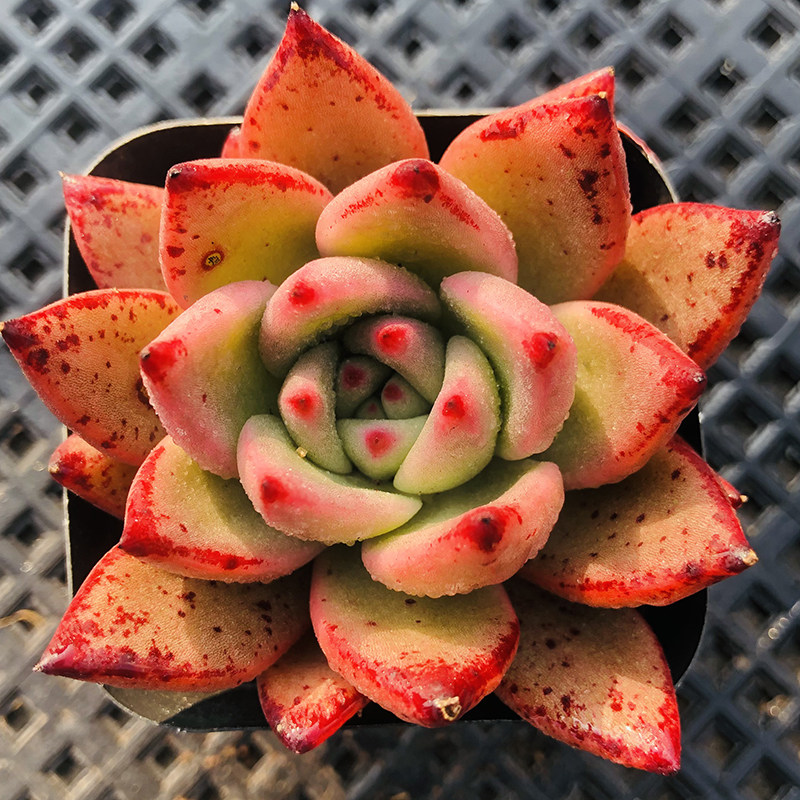 皮蛋单头7cm盆 多肉植物 东云系列优秀品种 果冻体带红边带雪花斑