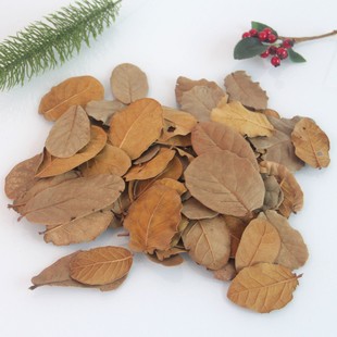 树叶标本相框创意婚礼塑封膜干树叶学生枫叶天然相框装饰叶子贴画