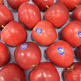 包邮 现货新西兰进口红玫瑰苹果红苹果新鲜当季 水果脆甜多汁好吃