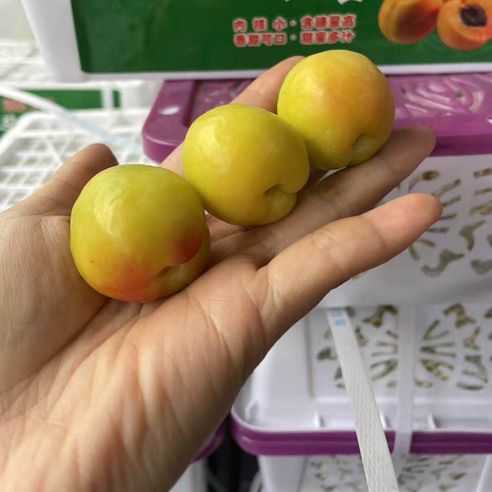 新货新疆特产轮台小白杏3斤装味美多汁空运到沪新鲜水果好吃包邮