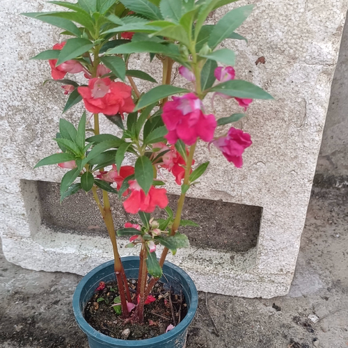 染色凤仙花指甲花  一盆3～5棵有花苞货到3～5天开花