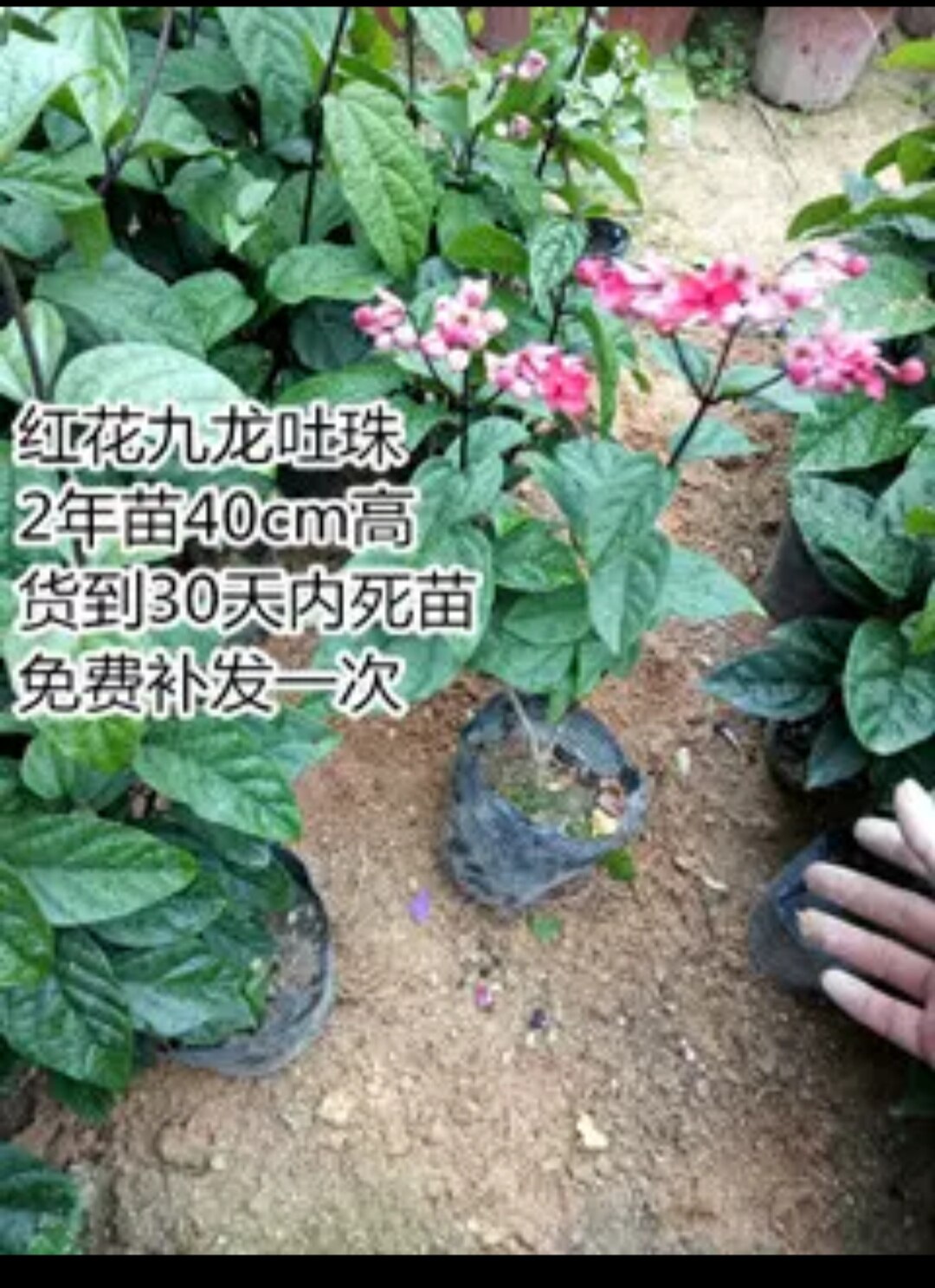 红色九龙吐珠苗四季开花盆栽 麒
