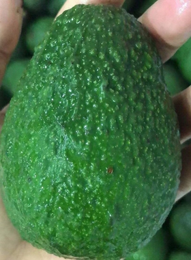 云南孟连哈斯牛油果大果新鲜水果当季熟透即食一级鳄梨孕妇助食果