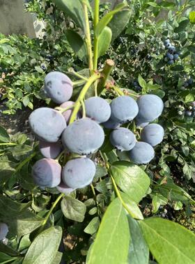 顺丰航空蓝莓宝宝辅食超大脆甜酸甜爽口应季水果鲜果现摘新鲜孕妇