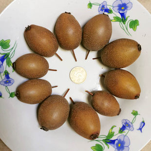 新鲜野小沙梨天然原生态现摘当季新鲜棠梨子中药材酸涩正宗山沙梨