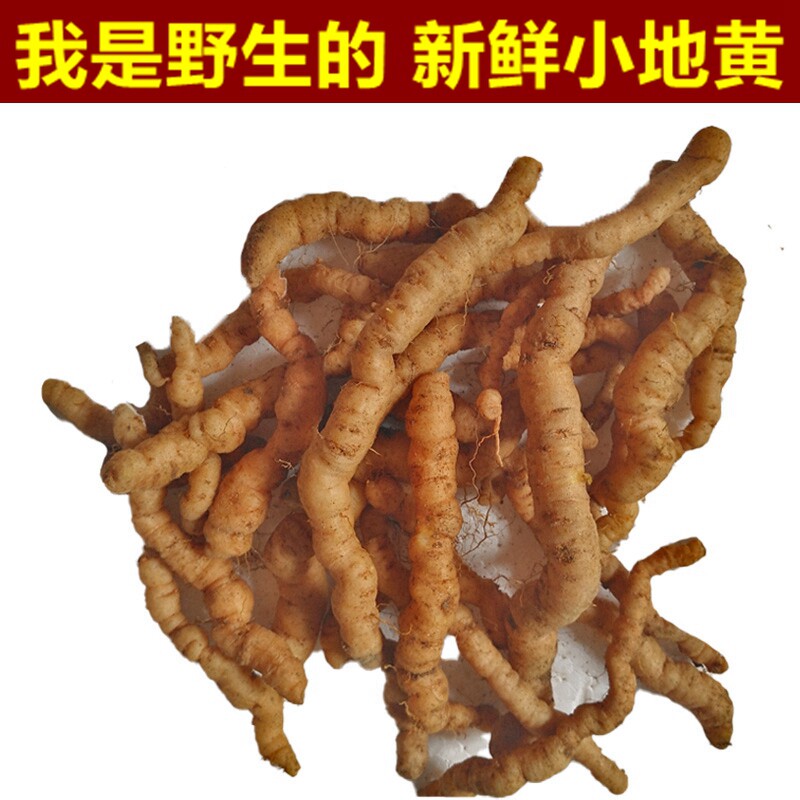 新鲜野小地黄 生地根 地髓 生地黄 可榨汁药材 地黄种苗四鲜汤料