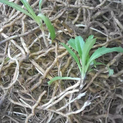 新鲜小蓟根刺角芽根刺菜根