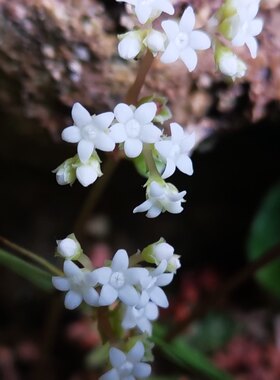 广西原生稀有花卉植物盆栽阳台