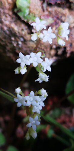 广西原生稀有花卉植物盆栽阳台