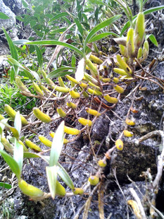 云南石仙桃 稀有喜阴 花卉盆栽植物 兰花绿植 水陆生态雨林缸造景