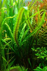 植物水草稀有椒草 旋苞隐棒花 鱼缸水陆缸生态缸热带雨林造景绿植