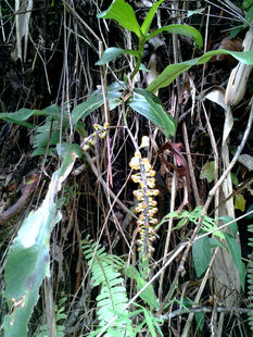 广西原生小花寄树兰 喜阴 花卉盆栽水陆缸生态缸雨林植物造景素材