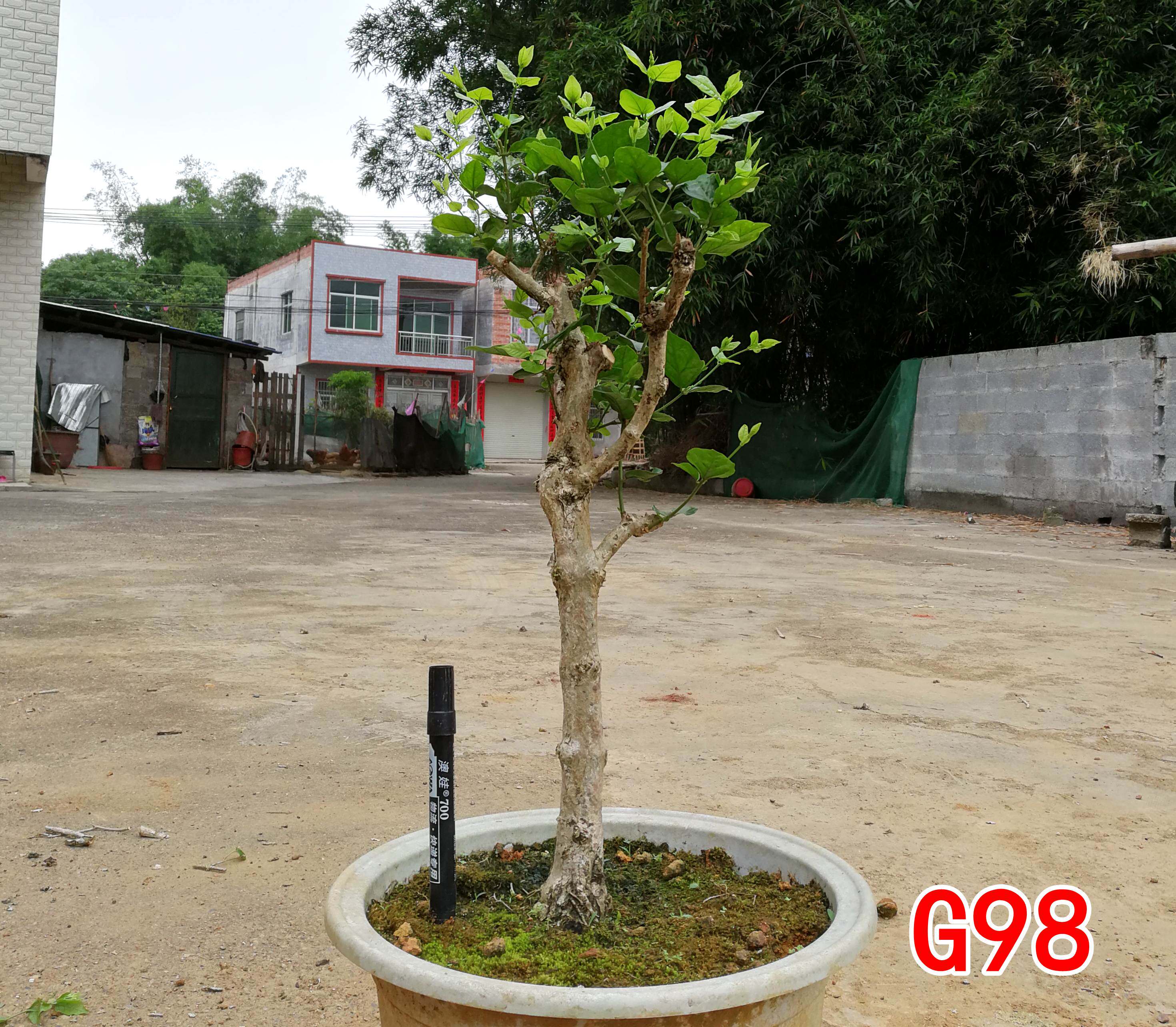 独杆重瓣茉莉花老桩老根茉莉花盆栽盆景茉莉花苗阳台庭院植物