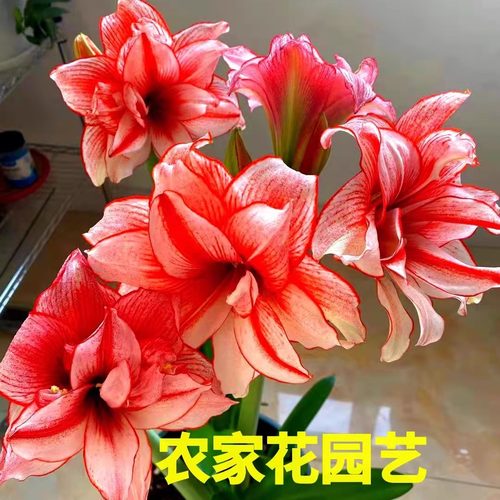 荷兰进口重瓣朱顶红种球多色可选