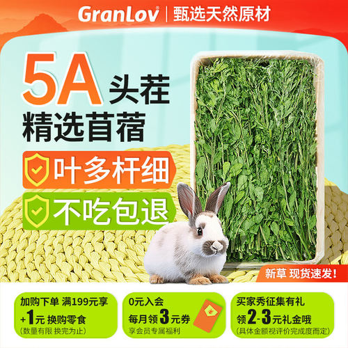 新紫花苜蓿草嫩绿少杆多叶