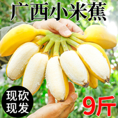 广西小米蕉新鲜自然熟当季 水果整串香甜小香蕉现摘采芭蕉整箱
