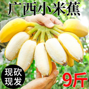 广西小米蕉新鲜自然熟当季 水果整串香甜小香蕉现摘采芭蕉整箱