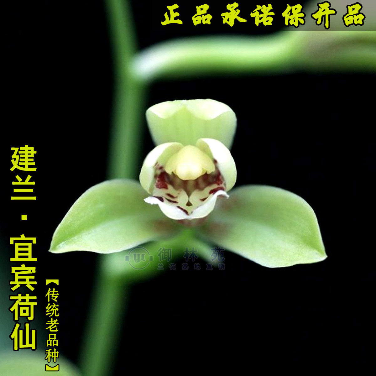 兰花苗建兰宜宾荷仙高档花卉植物盆栽花期带花苞包邮正品浓香型