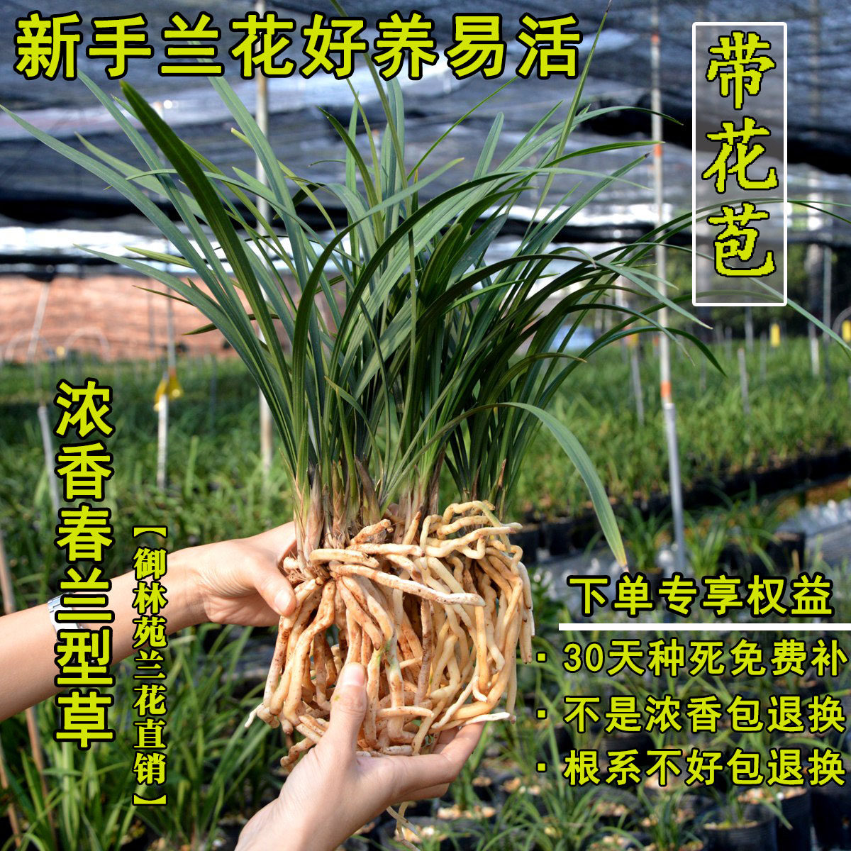 兰花苗新手兰花草春兰建兰春剑带花苞浓香型好养易活包邮正品