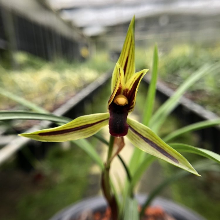 兰花苗春兰名品《包公魂》基地实物拍摄可自然提杆不需要春化包邮