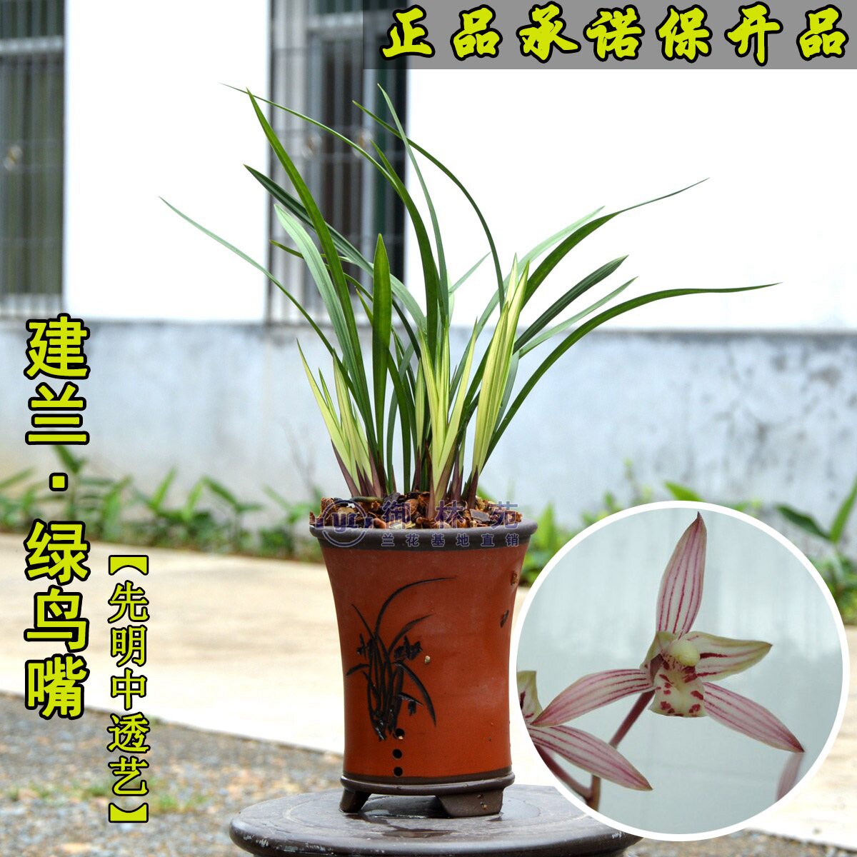 兰花建兰绿鸟嘴先明中透高档花卉植物盆栽花期带花苞包邮正品浓香