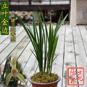 建兰浓香立叶金边线艺兰花苗花卉室内盆景绿植盆栽花季带花苞包邮