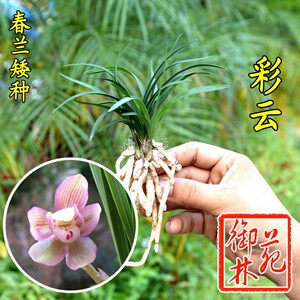 新手兰花苗矮种春兰高档花卉植物盆栽包邮正品浓香型好花期带花苞