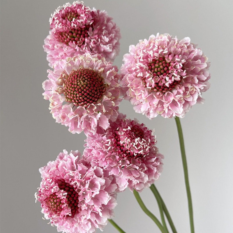 松虫草鲜花草莓琥珀 北京同城直发家用水养插花餐桌花节日礼物