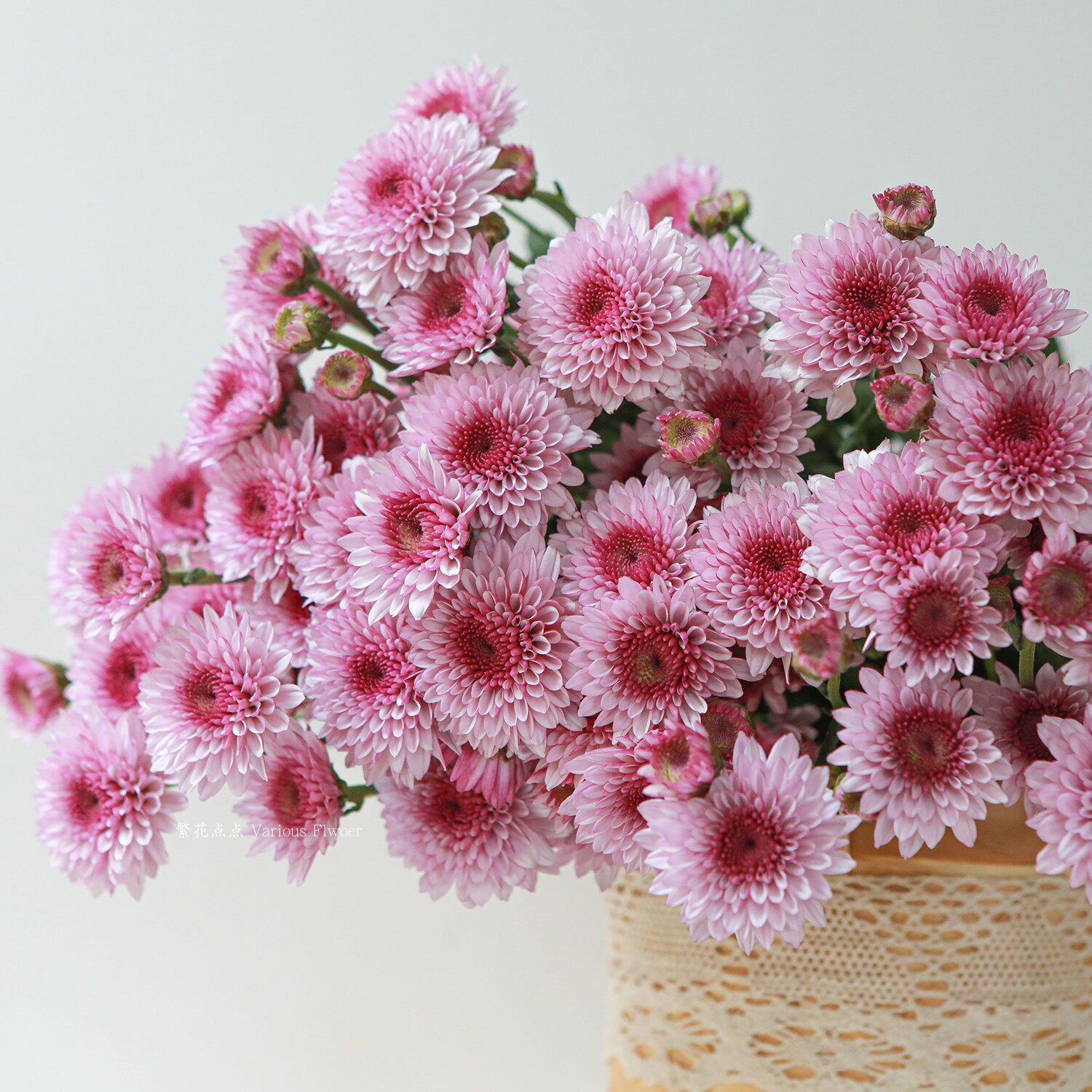 小雏菊鲜花纽扣菊田园花期半月好养活低价直批包邮北京同城可闪送