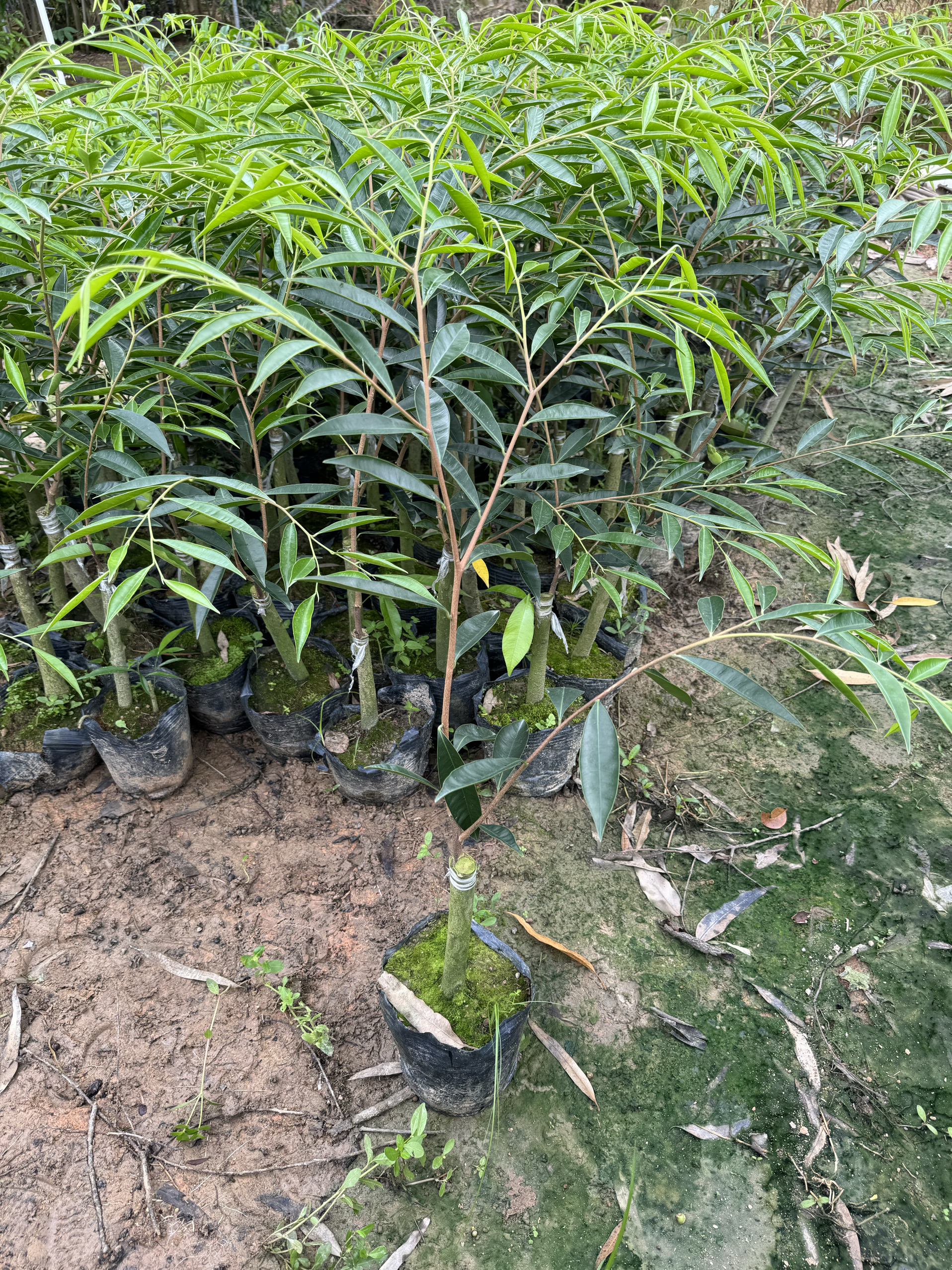 小叶白奇沉香树苗正宗一代苗，稀有品种四季精品种苗