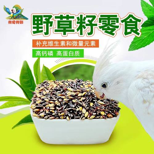 鹦鹉野草子模拟野外觅食