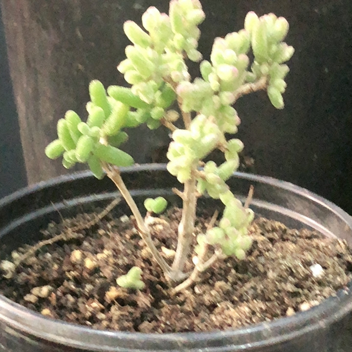 枝干枝干番杏,鲜花速递/花卉仿真/绿植园艺,时令草本花卉,淘宝优惠券,粉丝福利购,淘宝优惠卷