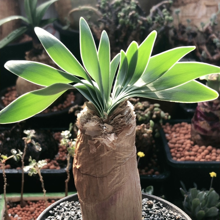 巨风之卵,鲜花速递/花卉仿真/绿植园艺,时令草本花卉,淘宝优惠券,粉丝福利购,淘宝优惠卷