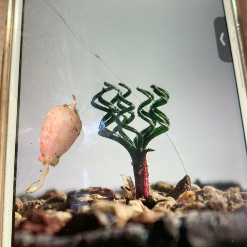 GL弹簧草