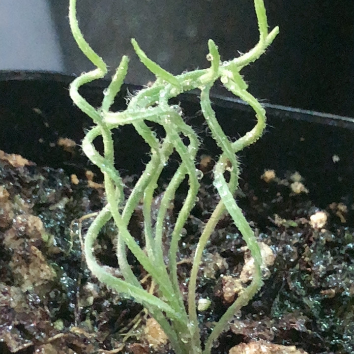 弹簧草,鲜花速递/花卉仿真/绿植园艺,时令草本花卉,淘宝优惠券,粉丝福利购,淘宝优惠卷