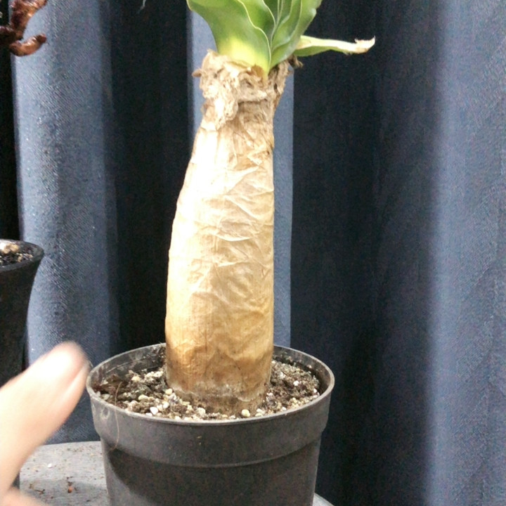 特价款,鲜花速递/花卉仿真/绿植园艺,时令草本花卉,淘宝优惠券,粉丝福利购,淘宝优惠卷