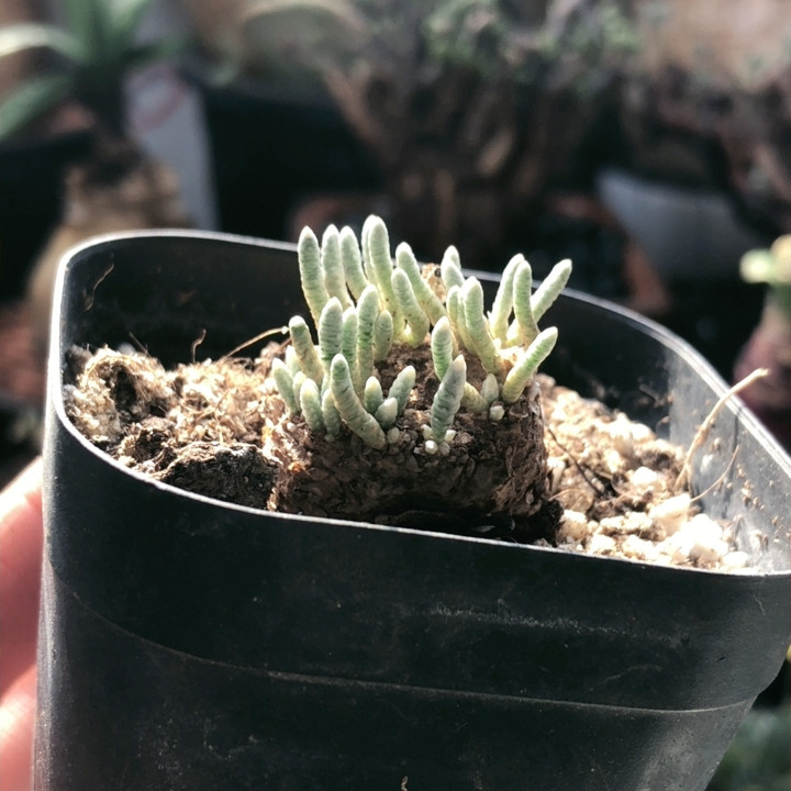 韧锦,鲜花速递/花卉仿真/绿植园艺,时令草本花卉,淘宝优惠券,粉丝福利购,淘宝优惠卷