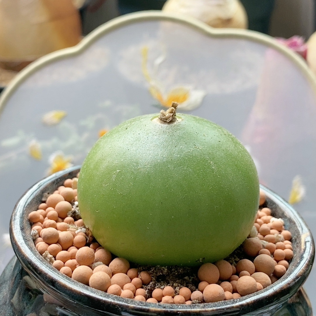 大苍角殿